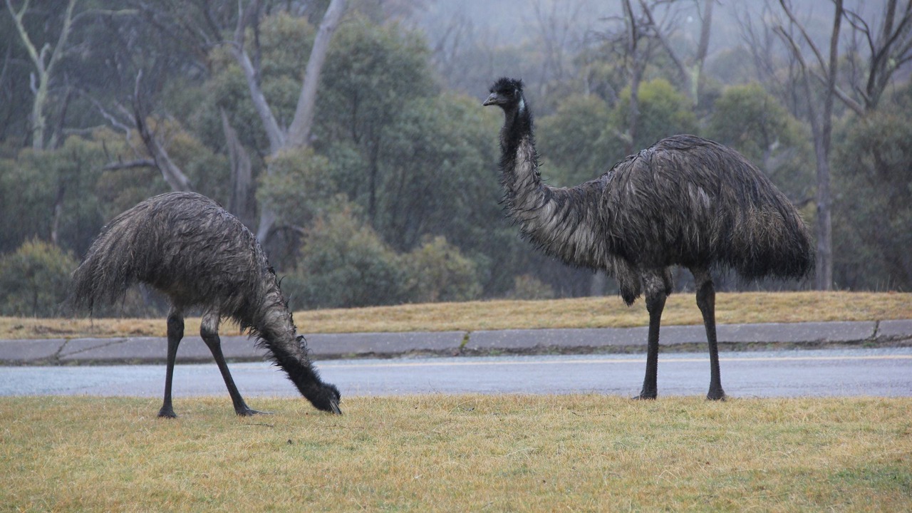 Photo of Others in Thredbo